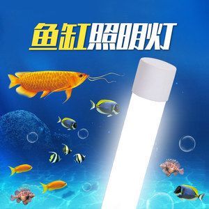 金龍魚晚上需要開小夜燈嗎：金龍魚晚上開小夜燈的好處和壞處和壞處理金龍魚的飼養習慣