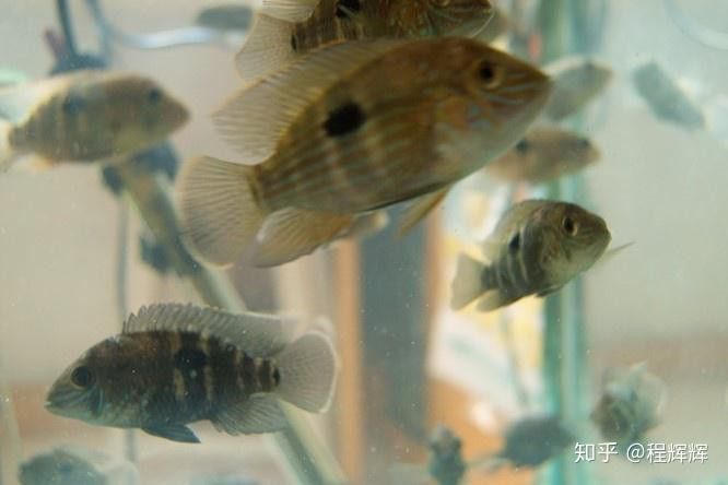 紅龍魚繁殖需要多大的魚缸？