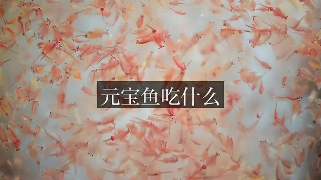 祥龍魚場新品在哪里可以購買？