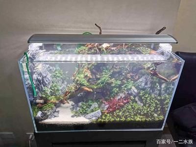 魚缸的水總是發白怎么辦（如何正確使用硝化細菌改善水質）