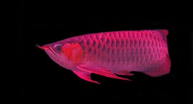 如何挑選高品質(zhì)紅龍魚（如何挑選出高品質(zhì)的紅龍魚，紅龍魚發(fā)色期養(yǎng)護技巧）