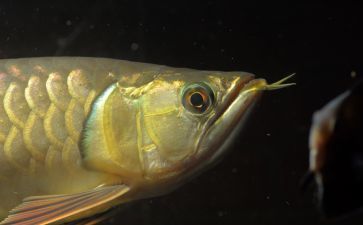 如何挑選高品質(zhì)紅龍魚（如何挑選出高品質(zhì)的紅龍魚，紅龍魚發(fā)色期養(yǎng)護技巧）
