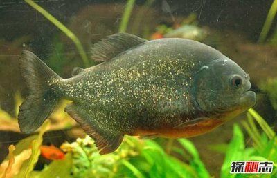 龍魚配虎魚怎么樣養：探討龍魚與虎魚的混養