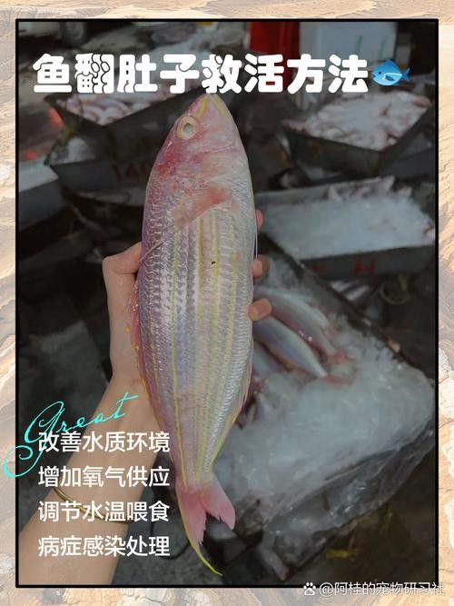 龍魚翻肚后如何護理