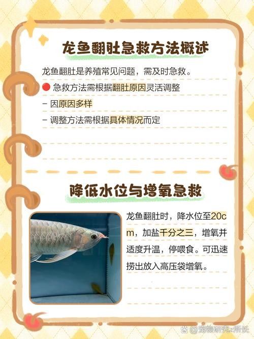 龍魚翻肚后如何護理
