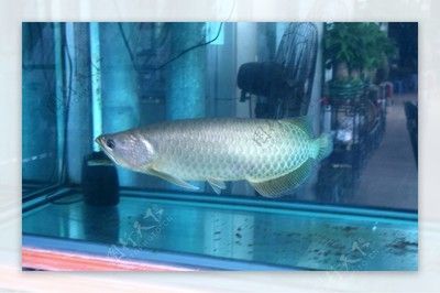 銀龍魚經常喂小魚好不好（銀龍魚經常喂養小魚在一定程度上是好的）