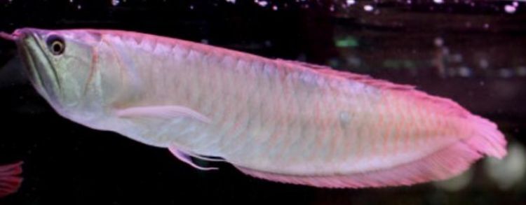 銀龍魚吃面包蟲是干的還是活的（銀龍魚可以吃干面包蟲也可以吃活面包蟲）