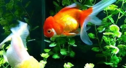 龍魚混養不吃食什么原因：龍魚混養不吃食可能由多種因素引起