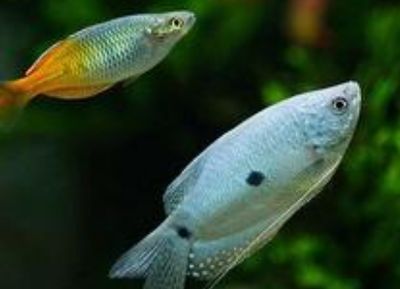 原種曼龍魚（原種曼龍魚是一種性情溫和但具有一定攻擊性的熱帶觀賞魚）