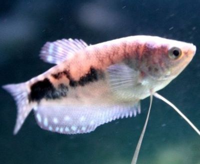 原種曼龍魚（原種曼龍魚是一種性情溫和但具有一定攻擊性的熱帶觀賞魚）