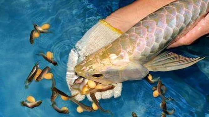 金龍魚產卵是怎么產卵的：金魚生卵的正確方法