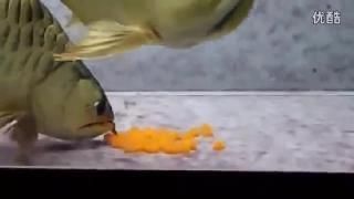 金龍魚產卵是怎么產卵的：金魚生卵的正確方法