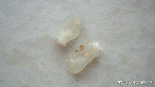 龍貓和貓打架會(huì)受傷嗎？