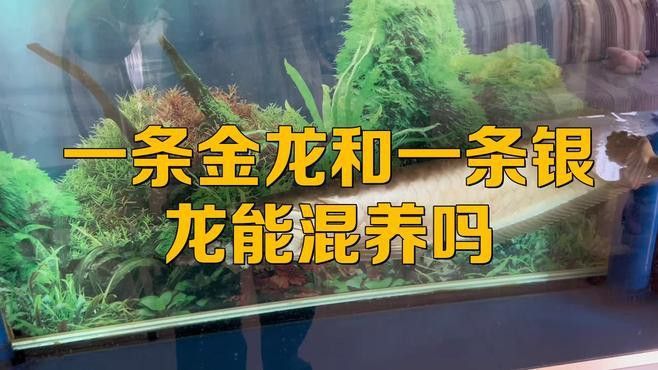 金龍魚跟銀龍魚哪個好養