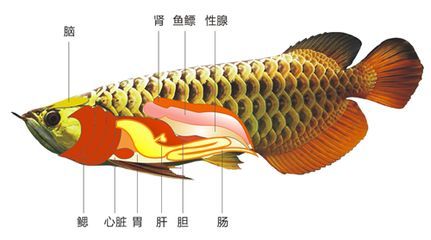 龍魚內部構造：關于龍魚的內部構造及其功能