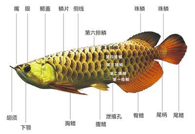龍魚內部構造：關于龍魚的內部構造及其功能
