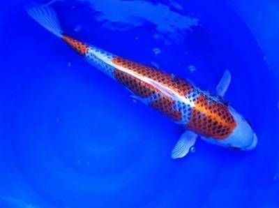龍魚內部構造：關于龍魚的內部構造及其功能
