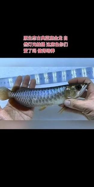 龍魚用什么燈上色比較好