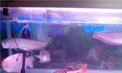 龍魚溫度過低要怎么救：龍魚因為水溫過低而出現不適怎么辦