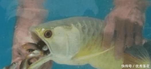 金龍魚不吃小魚怎么辦：金龍魚不吃小魚怎么辦，