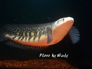 黑色龍魚價格多少錢一條啊：黑色龍魚價格