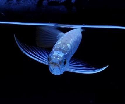 銀龍魚最適合的背景圖