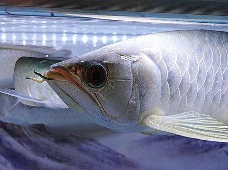 銀龍魚最適合的背景圖