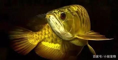 龍魚的寓意和象征是什么：龍魚的寓意和象征是什么呢？