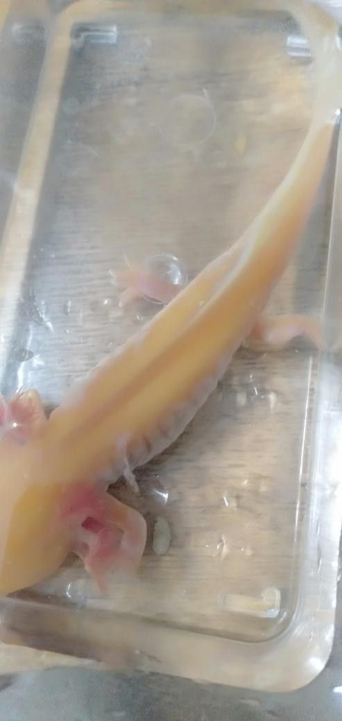 龍魚(yú)的飼養(yǎng)要求有哪些規(guī)定