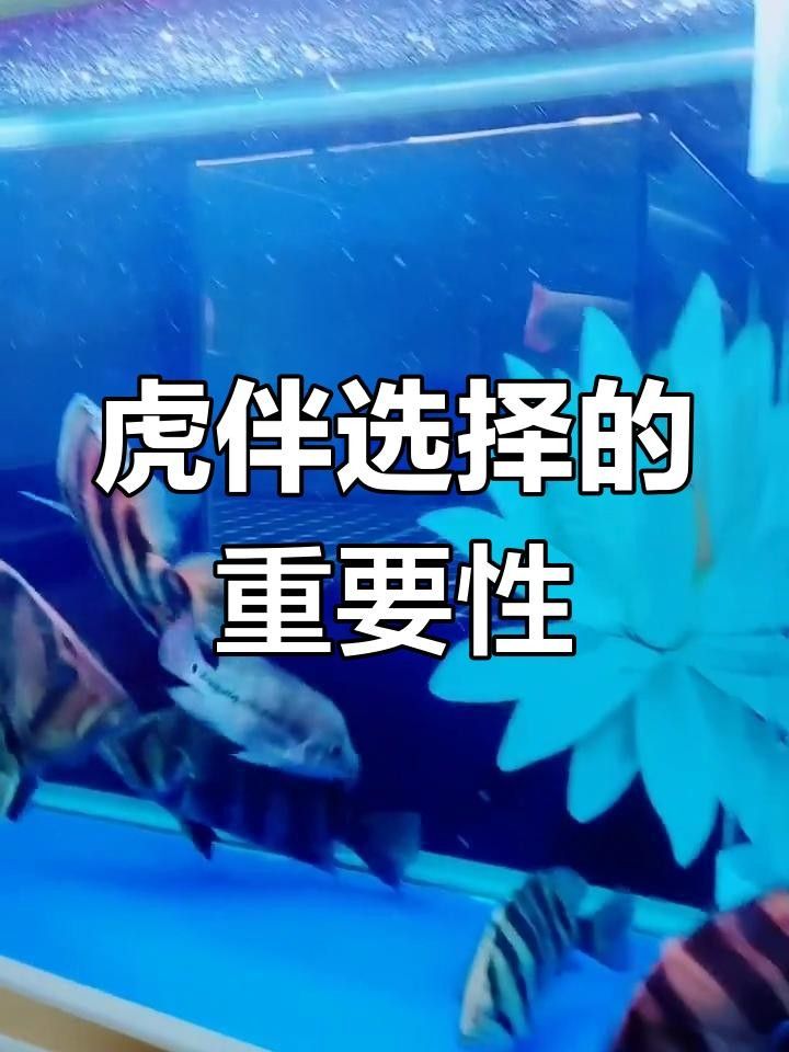 龍魚和虎魚混養有哪些常見問題