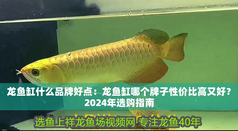 龍魚缸什么品牌好點：龍魚缸哪個牌子性價比高又好？2024年選購指南
