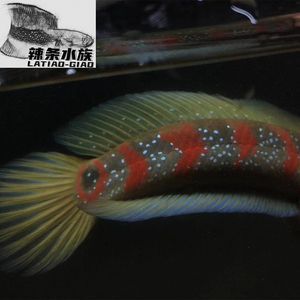 七星魚和雷龍魚的區別是什么（七星魚與雷龍魚的區別）