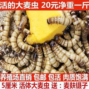 魚缸魚屎怎么處理掉（如何維護魚缸生態(tài)平衡）