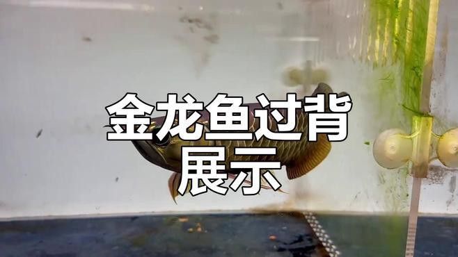 哪里可以找到更多古典過背金龍圖片？