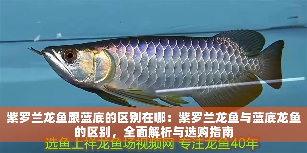 紫羅蘭龍魚跟藍底的區別在哪：紫羅蘭龍魚與藍底龍魚的區別，全面解析與選購指南
