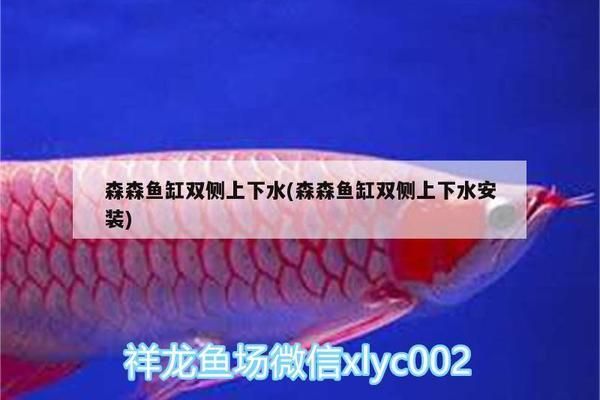 紅龍魚壁紙黑色背景圖高清（紅龍魚壁紙黑色背景圖高清圖片）