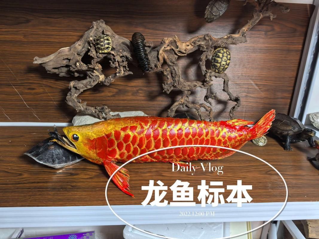深海龍魚介紹圖片
