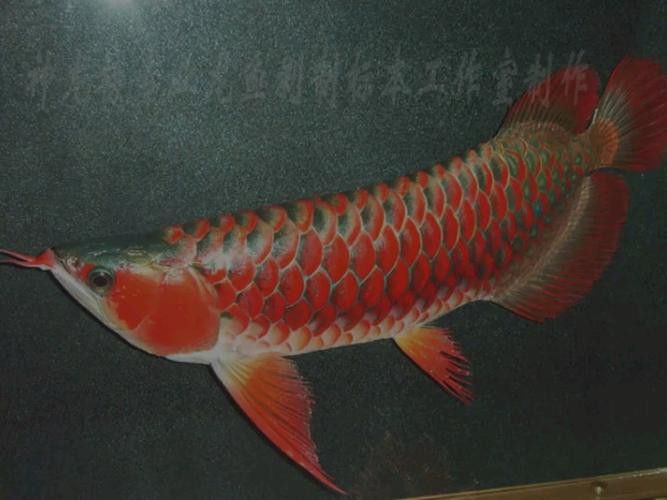 深海龍魚介紹圖片