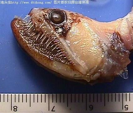 深海龍魚介紹圖片