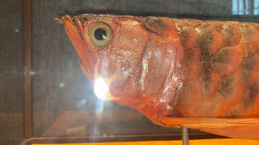 深海龍魚介紹圖片