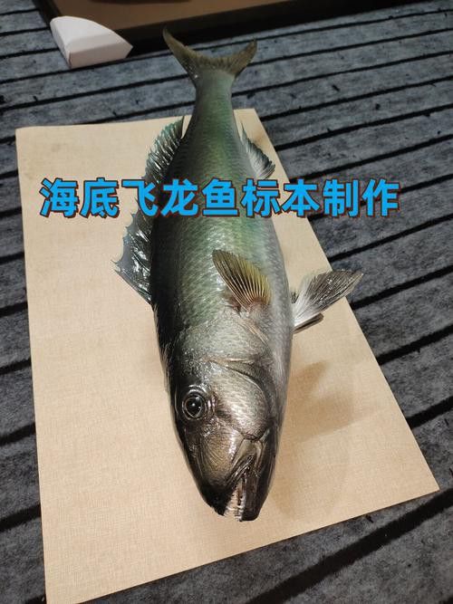 深海龍魚介紹圖片