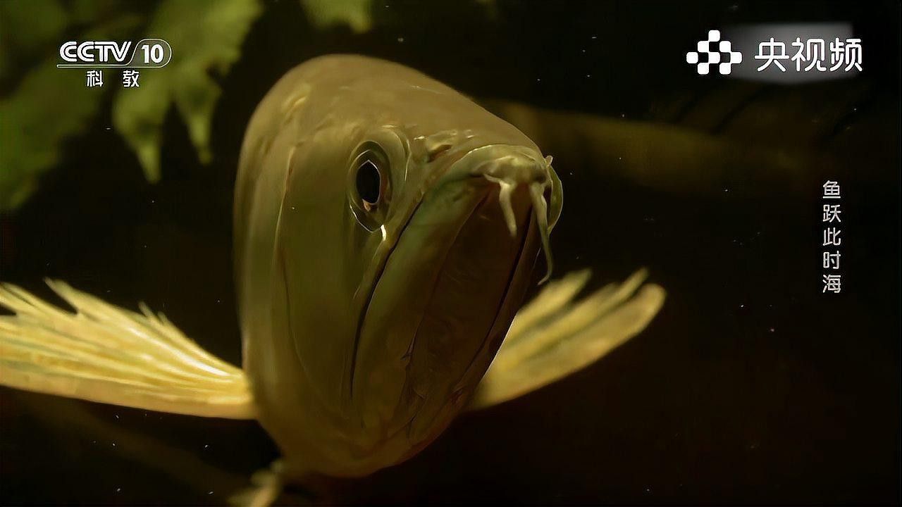 深海龍魚介紹圖片
