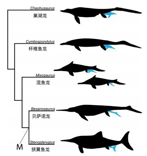 深海龍魚介紹圖片