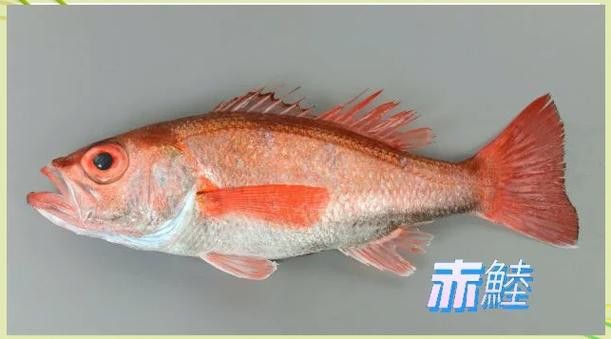 深海龍魚介紹圖片