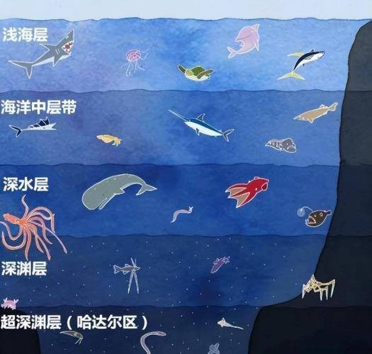 深海龍魚介紹圖片