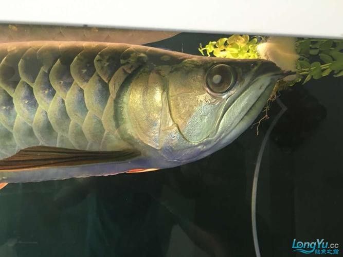 龍魚蒙眼了怎么治療圖片