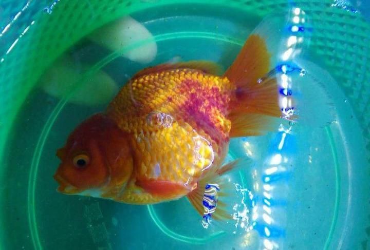 金魚根部充血的解決方法