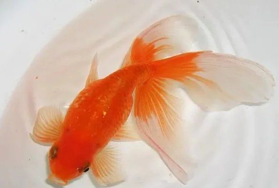 金魚根部充血的解決方法