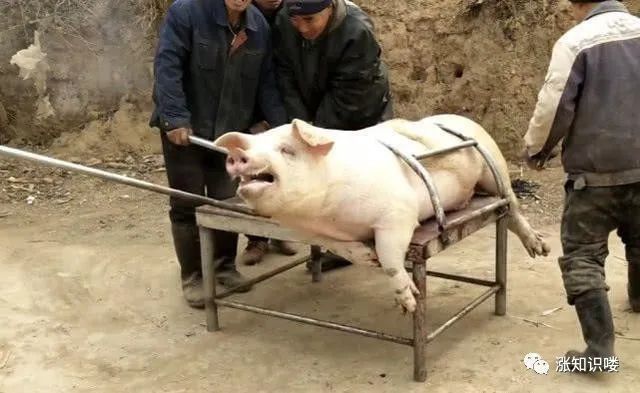 金龍魚能感知疼痛嗎？