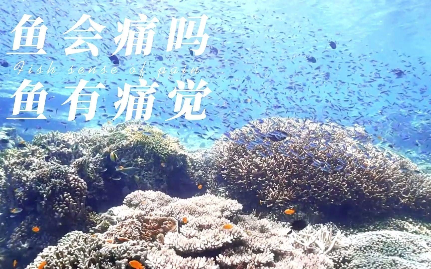 金龍魚能感知疼痛嗎？